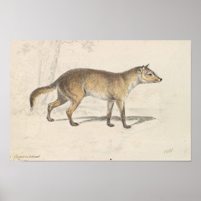 Póster Charles Hamilton Smith - Crabodago Aguara Fox (Frente)