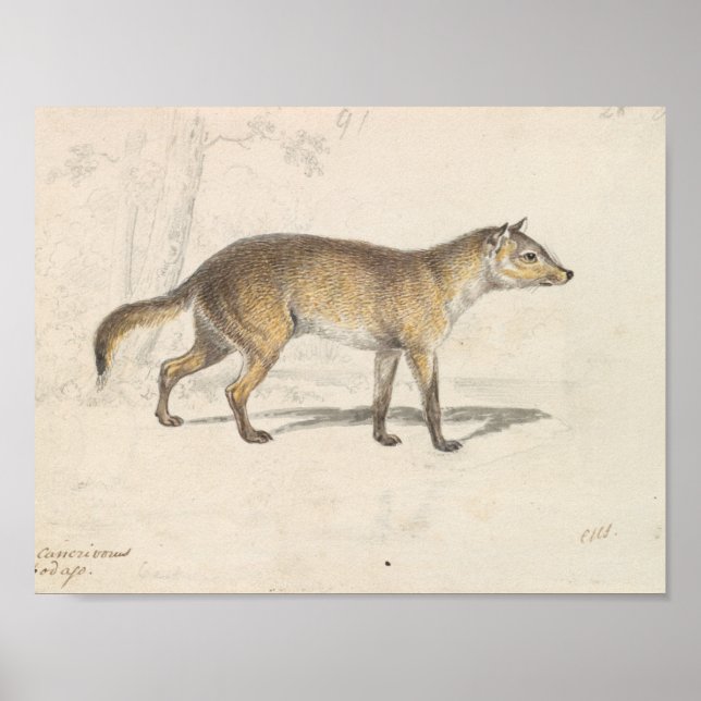 Póster Charles Hamilton Smith - Crabodago Aguara Fox (Frente)