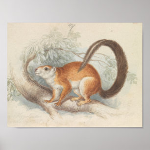 Póster Charles Hamilton Smith - Duvaucel's Squirrel