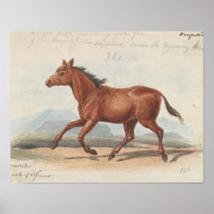 Póster Charles Hamilton Smith - El caballo de Koomrah