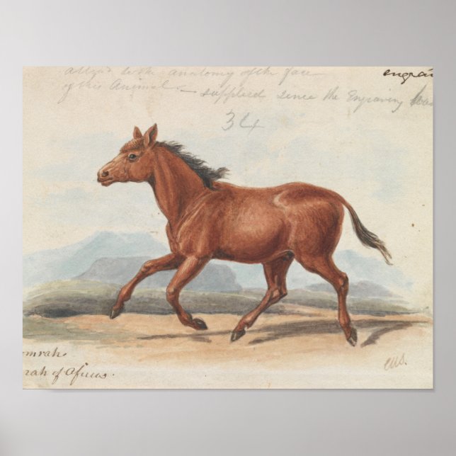 Póster Charles Hamilton Smith - El caballo de Koomrah (Frente)