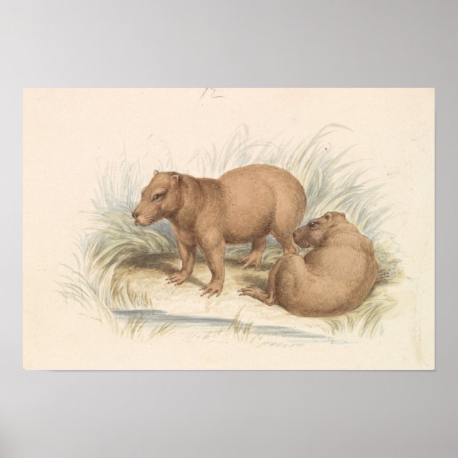 Póster Charles Hamilton Smith - El Capibara (Frente)