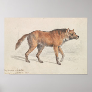 Póster Charles Hamilton Smith - Maned Wolf