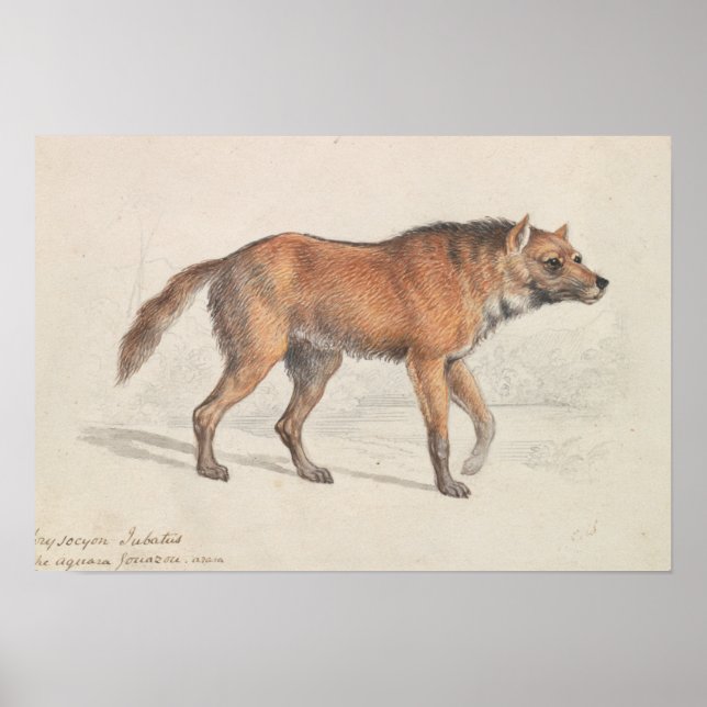 Póster Charles Hamilton Smith - Maned Wolf (Frente)