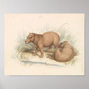 Póster Charles Hamilton Smith - The Capybara