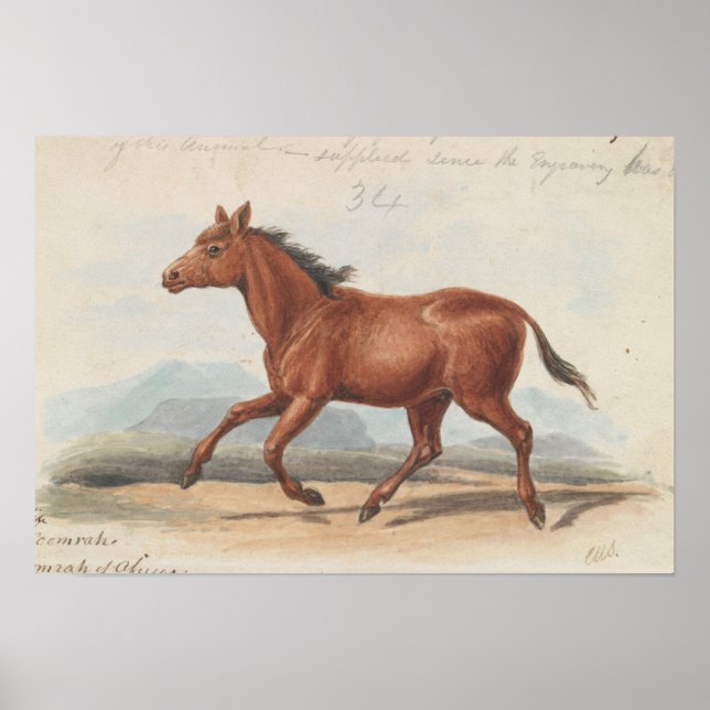 Póster Charles Hamilton Smith - The Koomrah Horse (Frente)
