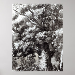 Póster Charles II  Hidden in the Oak Tree