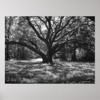 Póster Charleston South Carolina