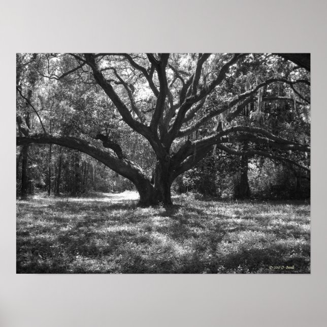 Póster Charleston South Carolina (Frente)