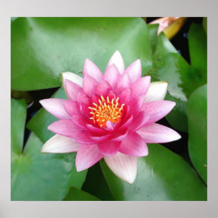 Póster Charming Fuchsia Water Lily