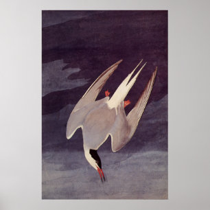 Póster Charrán Ártico por John James Audubon, Aves Antigu