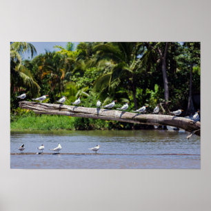 Póster Charrán real, estuario del río Tortuguero - Costa 