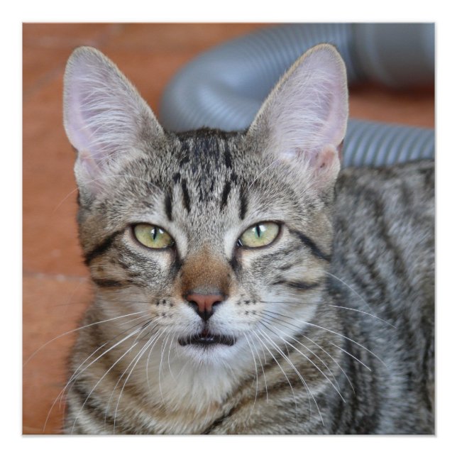 Póster Chat (Anverso)