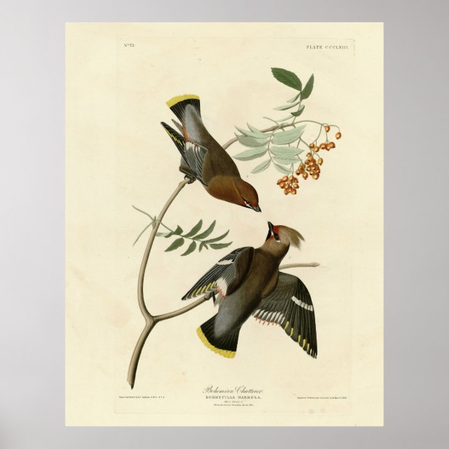 Póster Chatterer bohemiano (Waxwing) Aves Audubónicas Est (Frente)