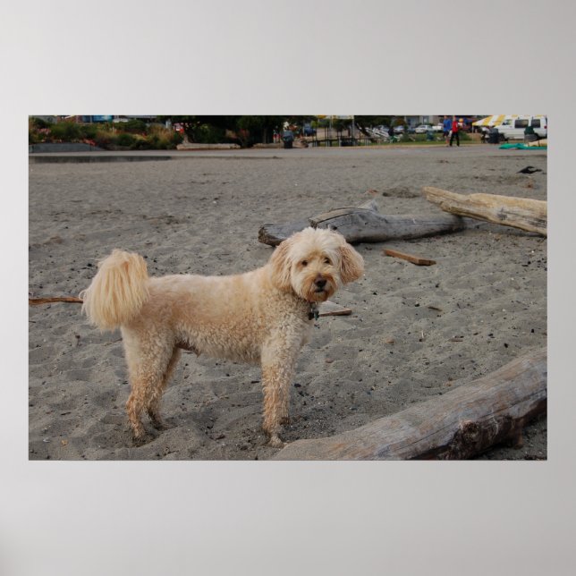 Póster chaz4 (Frente)