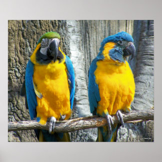 Póster Cheeky Bird