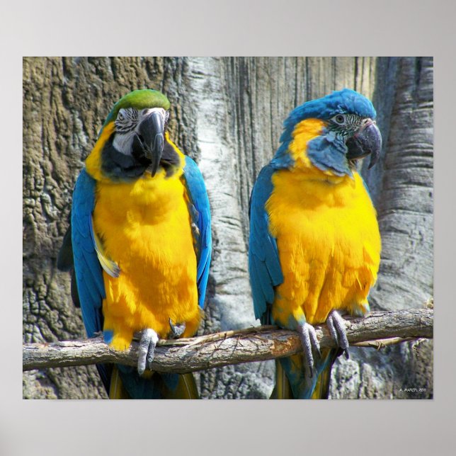 Póster Cheeky Bird (Frente)