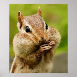 Póster Cheeky Chipmunk Poster