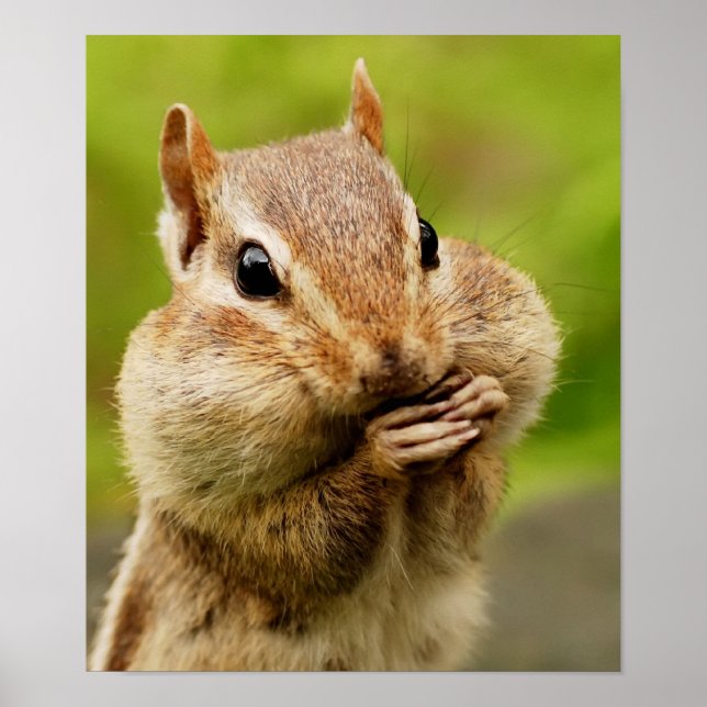 Póster Cheeky Chipmunk Poster (Frente)