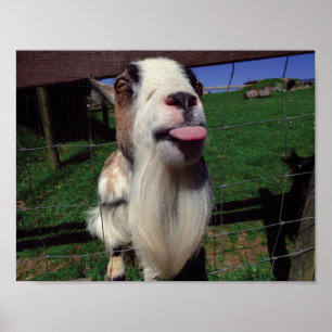 Póster Cheeky Goat Poster