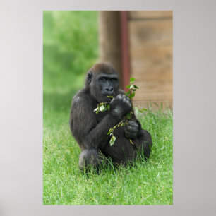 Póster Cheeky Gorilla Lope