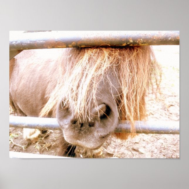 Póster Cheeky Pony (Frente)