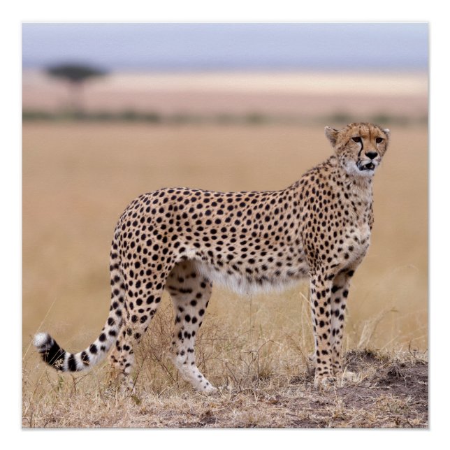 Póster Cheetah (Anverso)