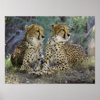Póster Cheetah