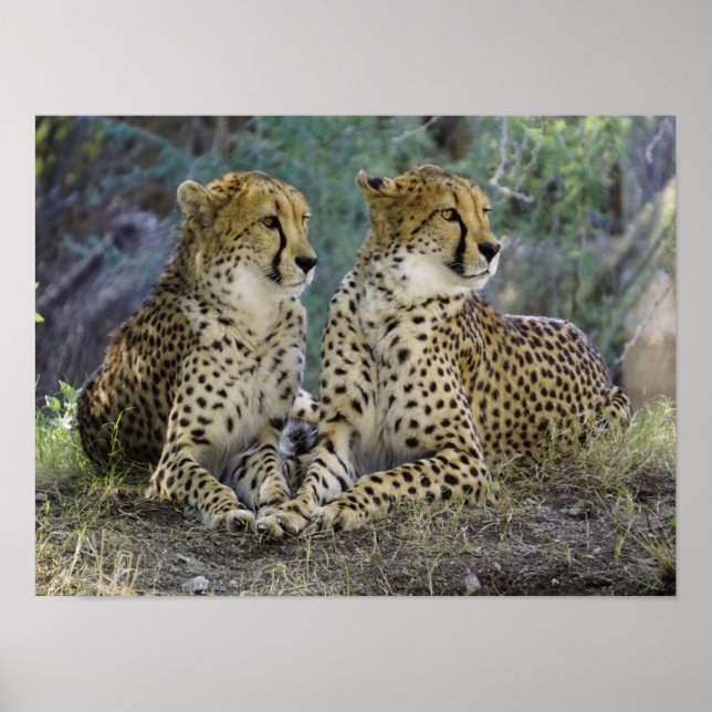 Póster Cheetah (Frente)