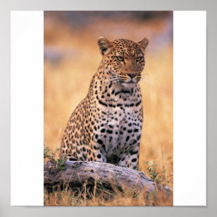 Póster Cheetah