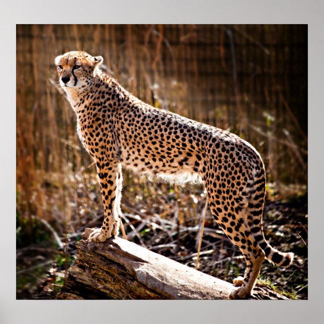 Póster Cheetah (Frente)