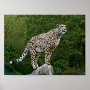 Póster Cheetah