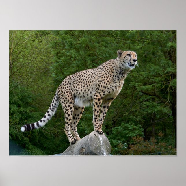 Póster Cheetah (Frente)