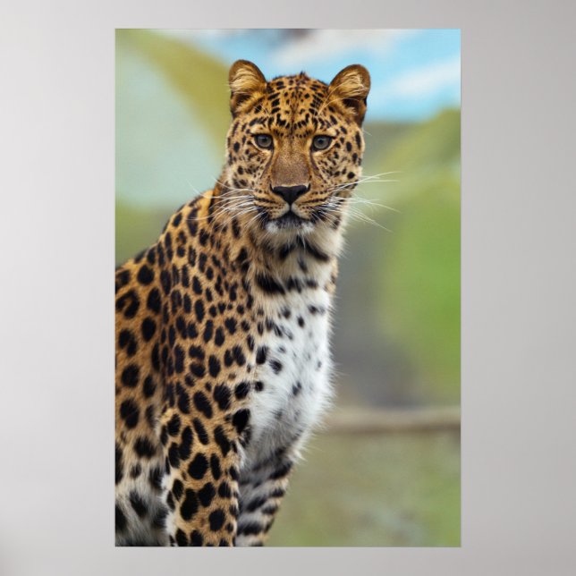 Póster Cheetah (Frente)