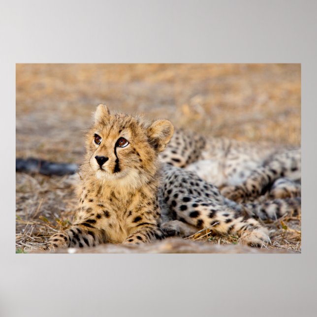 Póster Cheetah Cub (Frente)
