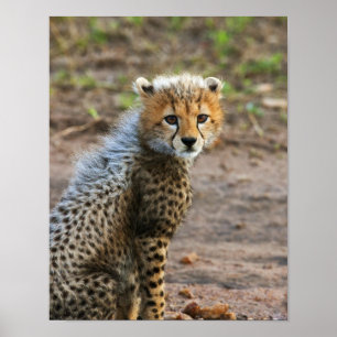 Póster Cheetah Cub Acinonyx Jubatus) como se ve en el