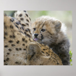 Póster Cheetah Cub con mamá