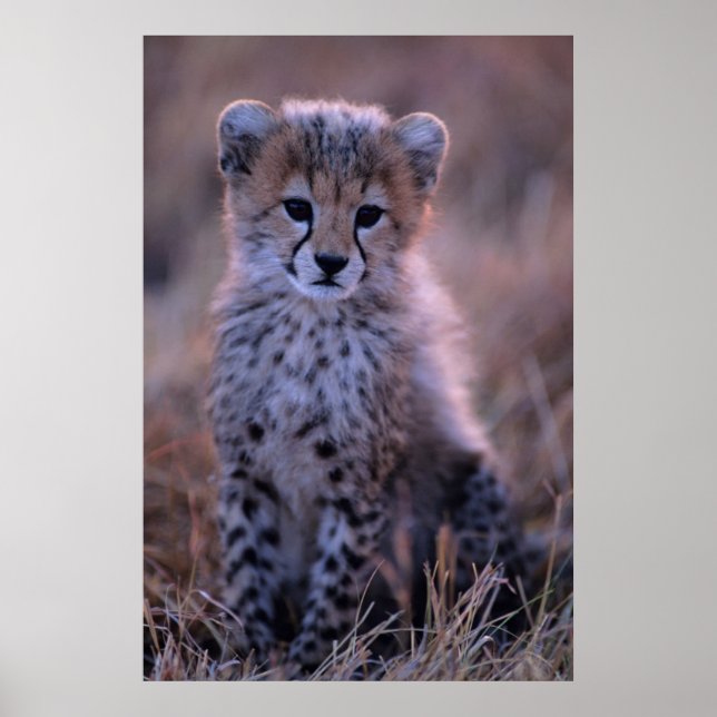 Póster Cheetah Cub | Savannah, Kenia (Frente)