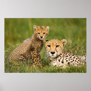 Póster Cheetah Cub y su padre en la hierba