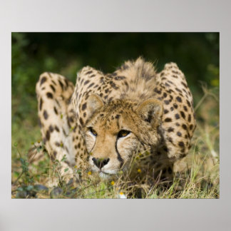 Póster Cheetah Down Low