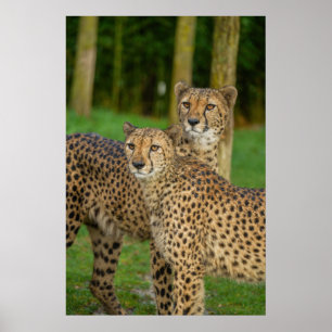 Póster Cheetah Duo