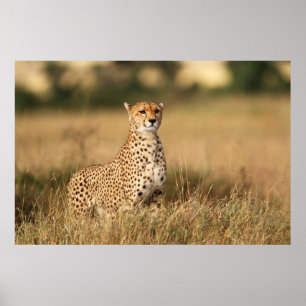 Póster Cheetah en pequeños montones para una mejor visibi