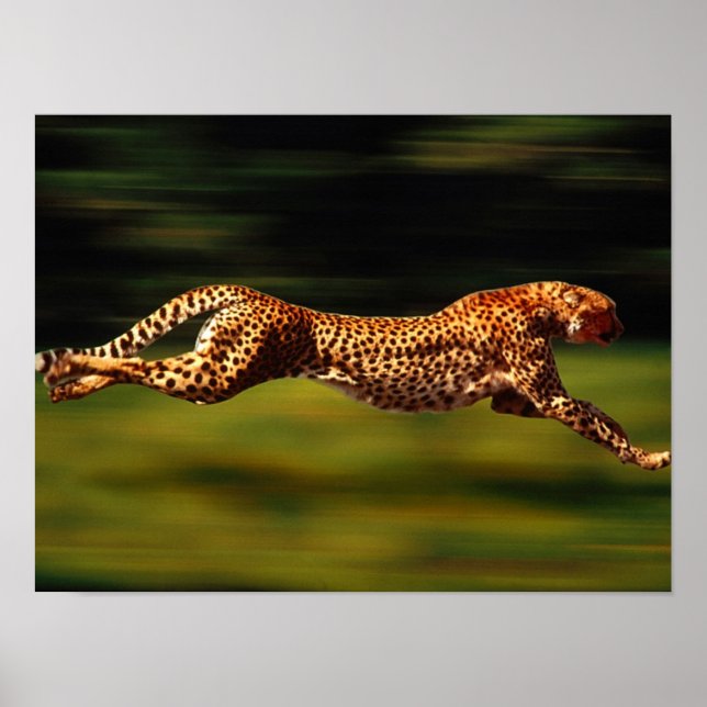 Póster Cheetah Hundiendo a su Preya (Frente)