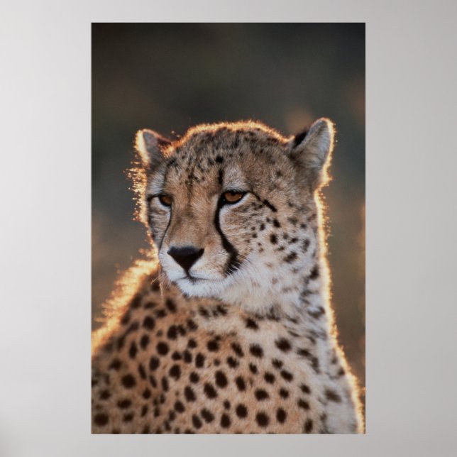 Póster Cheetah looking away (Frente)