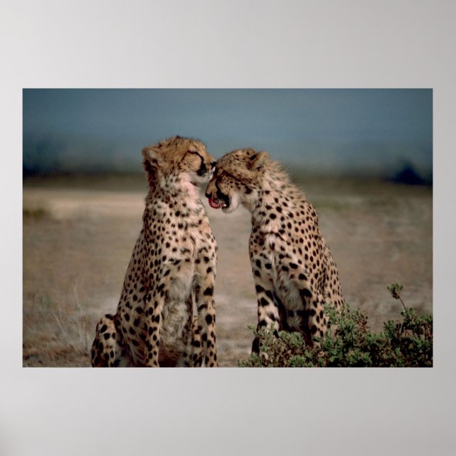 Póster Cheetah Love (Frente)