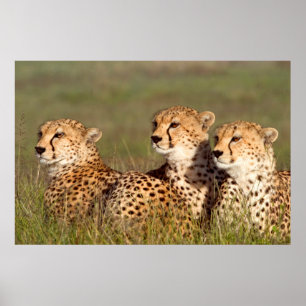 Póster Cheetah Lying In Grass, Ngorongoro Conservation