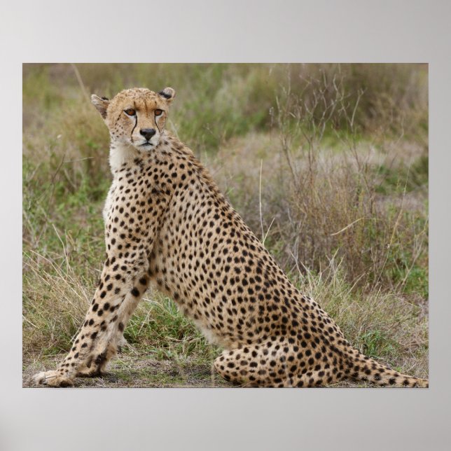Póster Cheetah masculino, Acinonyx jubatus, Serengeti, (Frente)