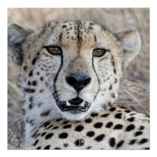 Póster Cheetah Portrait