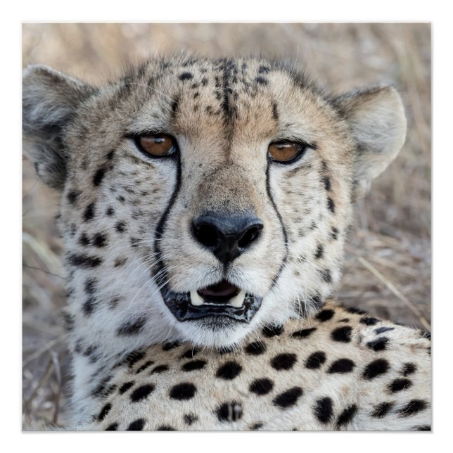 Póster Cheetah Portrait (Anverso)