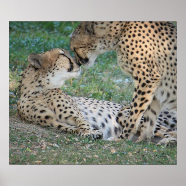 Póster Cheetah Poster (Frente)